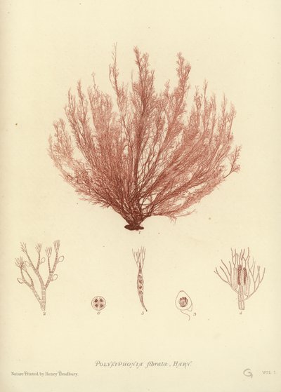 British Sea-Weed (naturtrykt) af English School